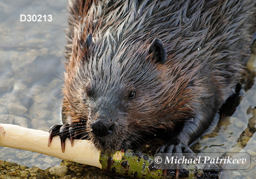 North American Beaver (Castor canadensis)